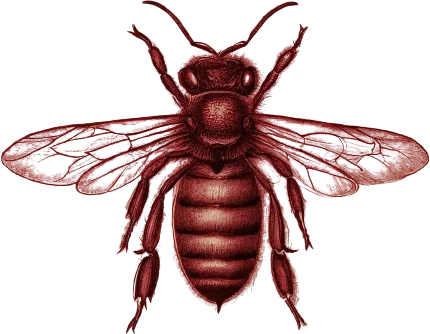 A drawing of a bee.