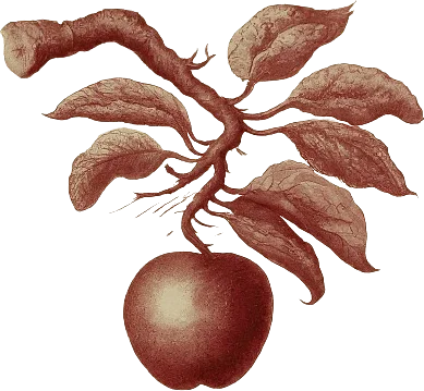 A drawing of an apple on a tree branch.